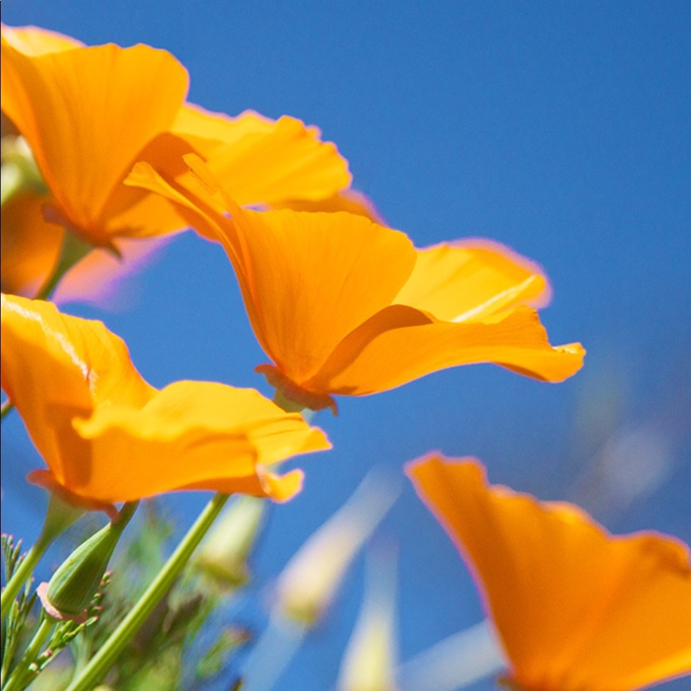 Meet your Posher, Amiejo